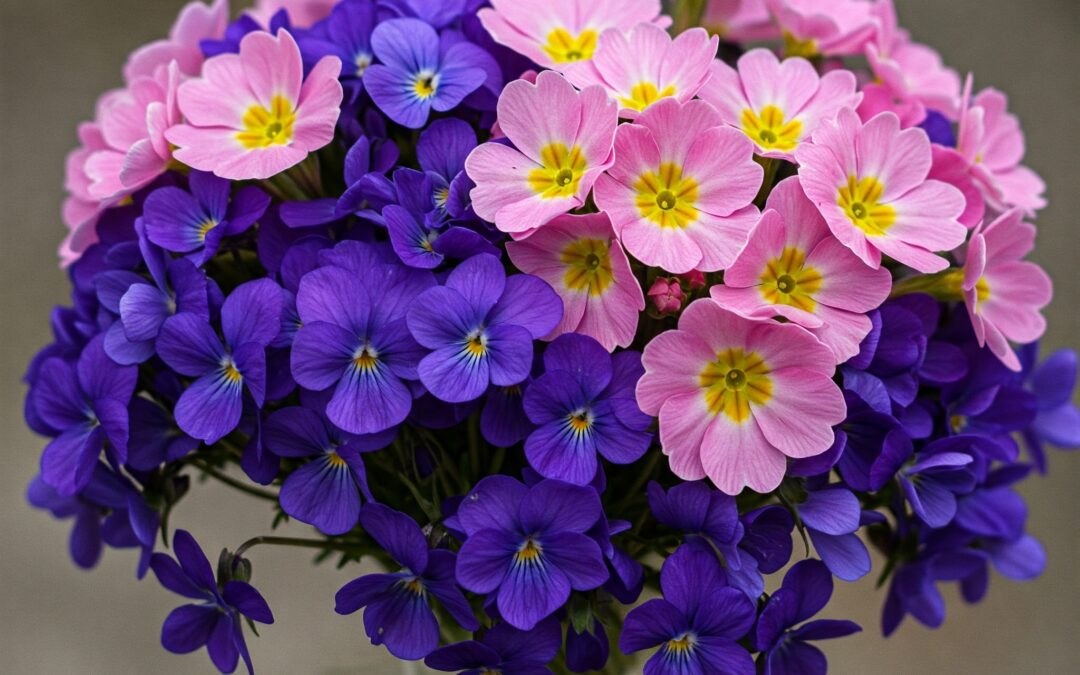 Violets and Primrose from 1st Amendment-1st Vote